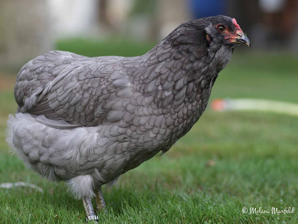 Blue Araucana - Learn at Homesteader Me