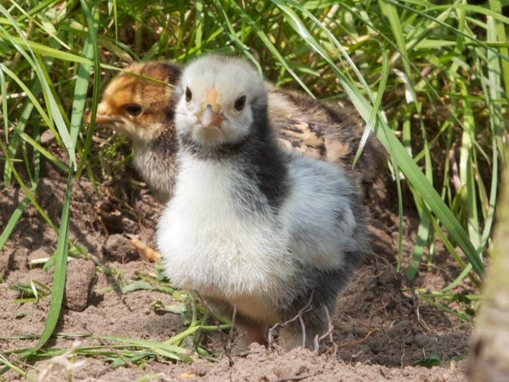 Light Brahma Chick - Learn at Homesteader Me