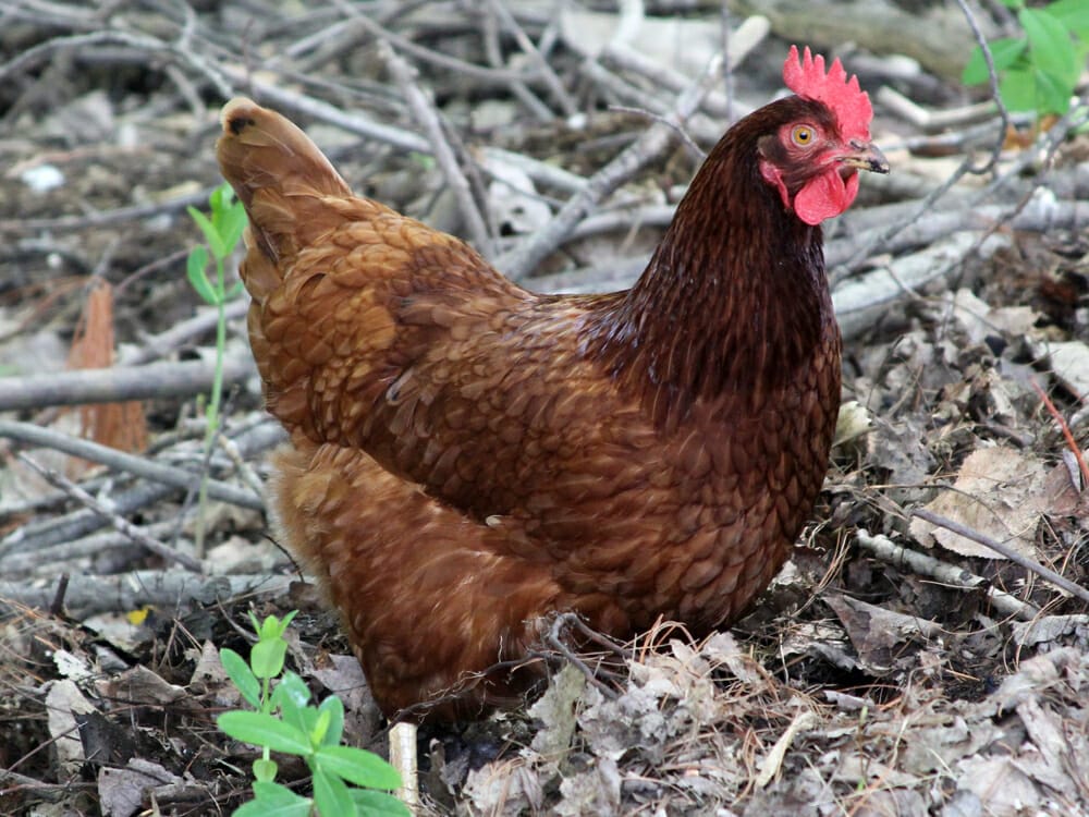 Rhode Island Red hen - Learn at Homesteader Me