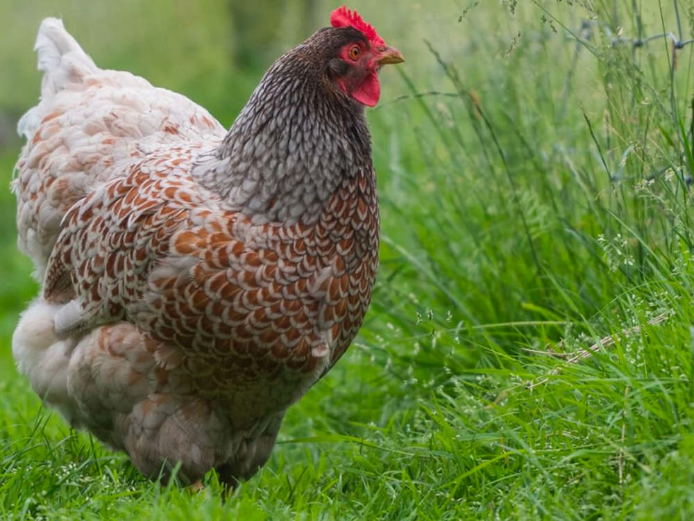 Blue Laced Barnevelder - Learn at Homesteader Me