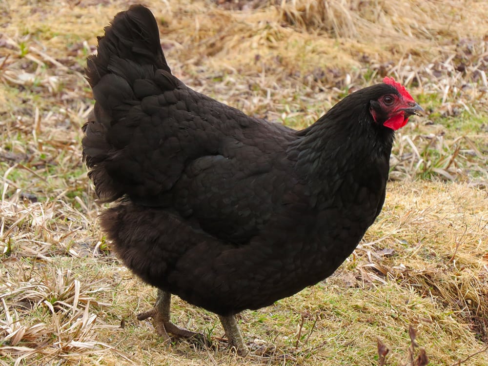 Jersey Giant - Learn at Homesteader Me