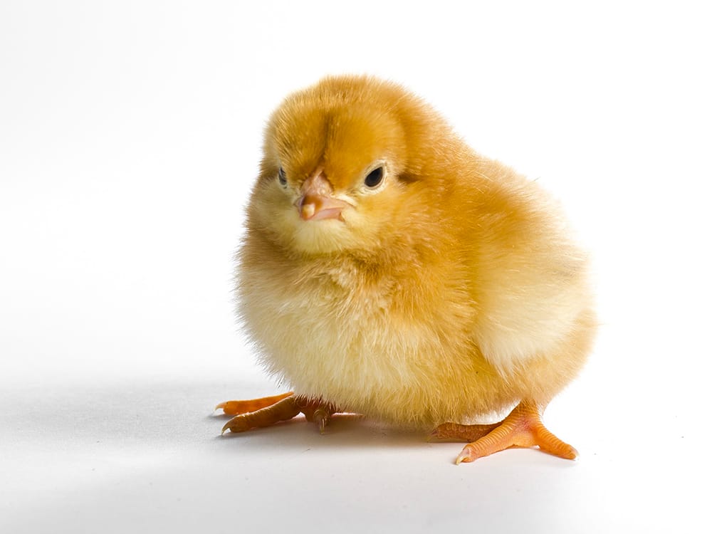 New Hampshire Chick - Learn at Homesteader Me