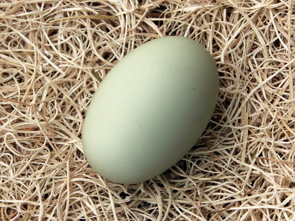 Olive Egger Egg - Learn at Homesteader Me