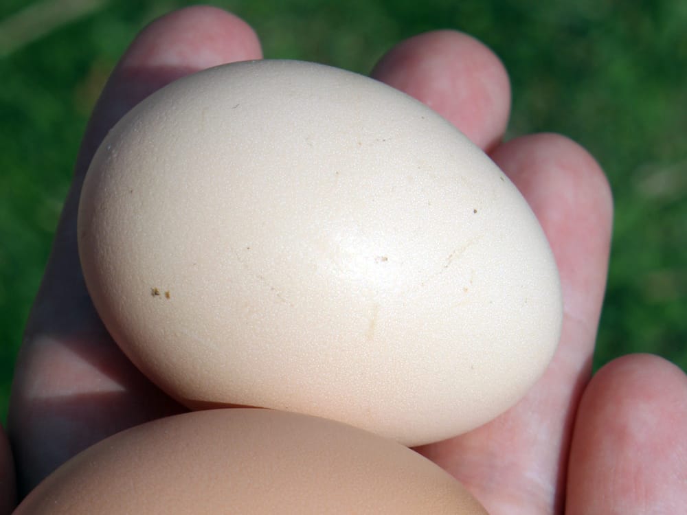 Sussex Egg - Learn at Homesteader Me